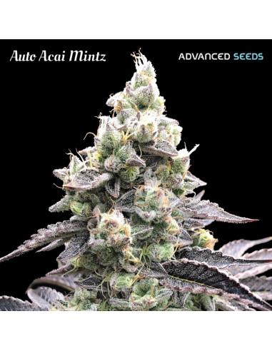 Auto Acai Mintz
